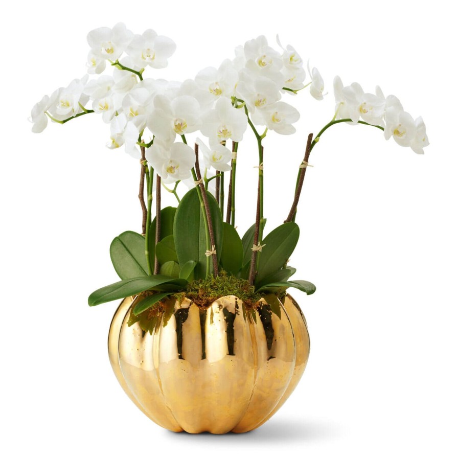 Home Accessories Aerin | Mirabelle Cachepot Gold